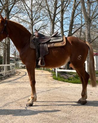 Cavallo per principianti e da passeggiate trekking