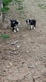 Cucciolo di pastore australiano