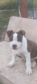 Cucciole Amstaff