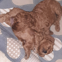 Cane barboncino