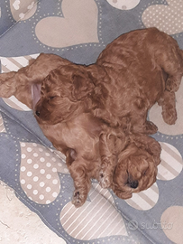 Cane barboncino