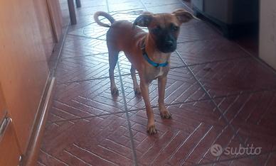 Jerry Similpinscher
