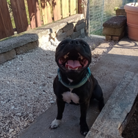 Staffordshire Bull Terrier