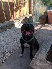 Staffordshire Bull Terrier