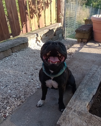Staffordshire Bull Terrier