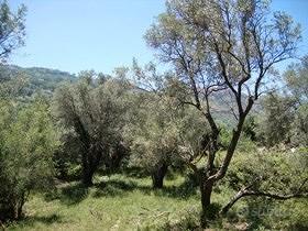 Terreno agricolo Nebrodi fabbricabile mc.550 - Vista 2