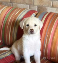 Cane adulto e cuccioli meticci medio grandi