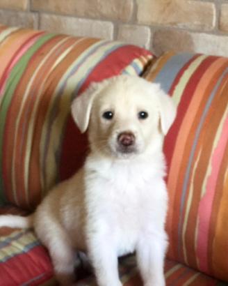 Cane adulto e cuccioli meticci medio grandi