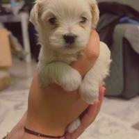 Cucciolo maltese