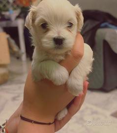 Cucciolo maltese