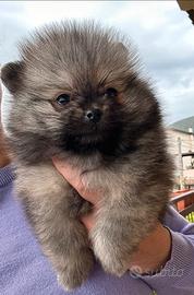 Cucciolo di Pomerania