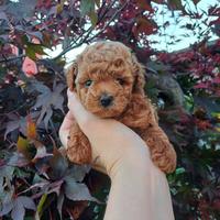 Cuccioli barboncino red toy mini