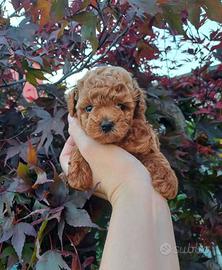 Cuccioli barboncino red toy mini