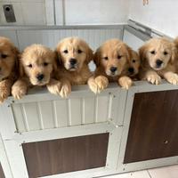Cuccioli di Golden Americani