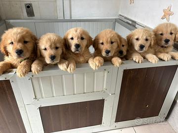 Cuccioli di Golden Americani