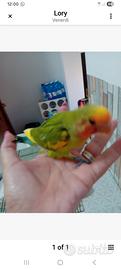 Inseparabile allevato a mano