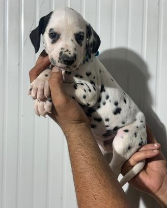 Dalmata pedigree