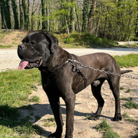 Cane corso