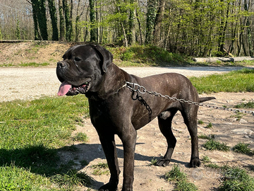 Cane corso