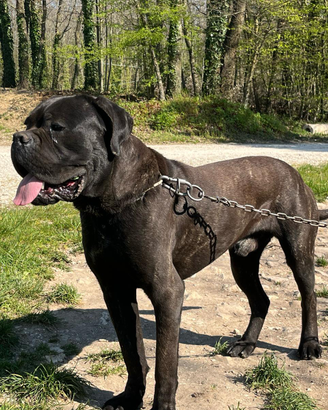 Cane corso