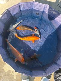 Carpe koi