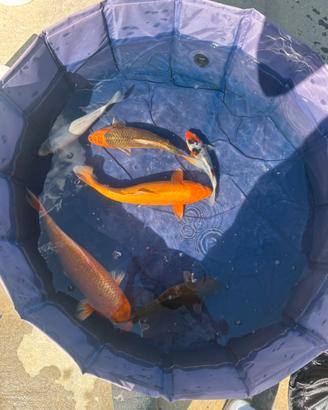 Carpe koi