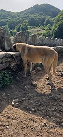 Kangal maschio per monta