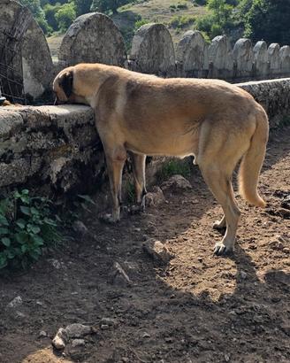Kangal maschio per monta