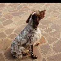 Setter femmina per accoppiamento