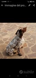 Setter femmina per accoppiamento