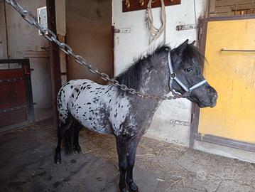 Pony