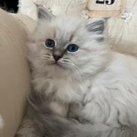 Gattini siberiani ipoallergenici