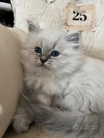 Gattini siberiani ipoallergenici