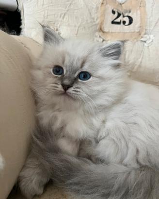 Gattini siberiani ipoallergenici