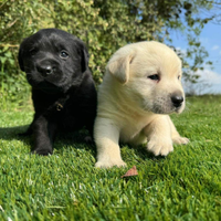 Labrador retriever