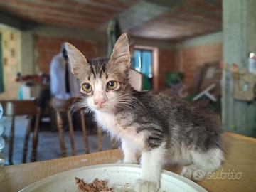 Apollo gattino 2 mesi