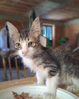 Apollo gattino 2 mesi