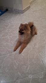 Cane Spitz di pomeriana americano