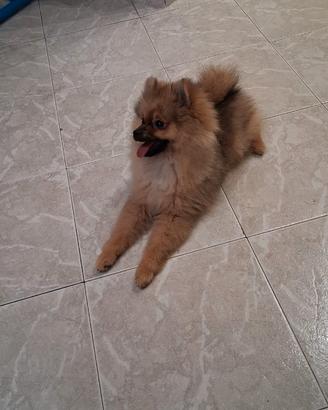 Cane Spitz di pomeriana americano