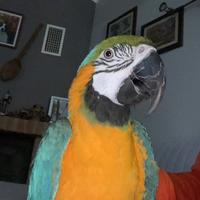 Pappagallo