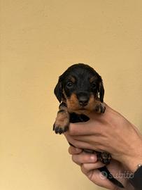 Bassotto tedesco pelo duro