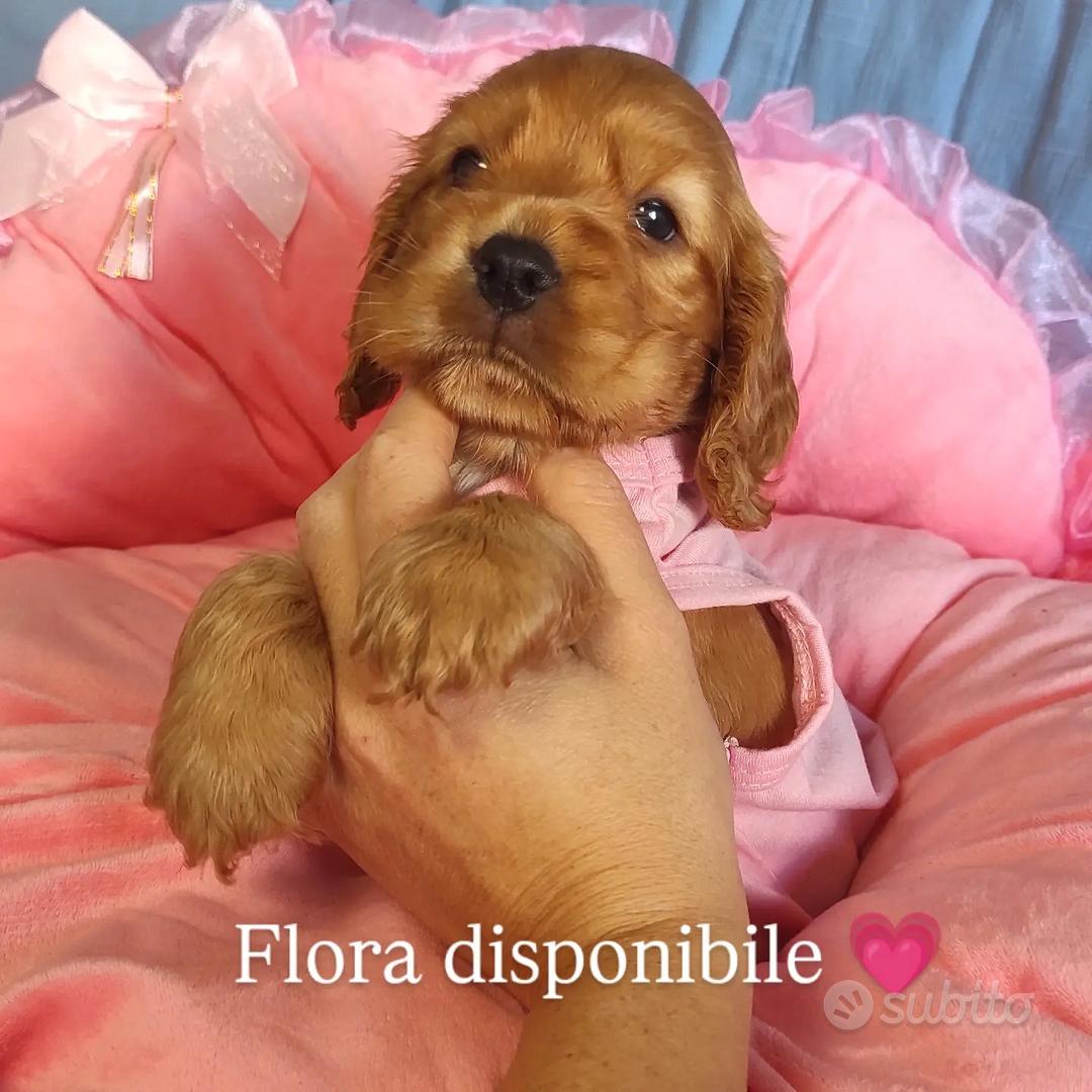 cuccioli cocker spaniel - Animali In vendita a Catania