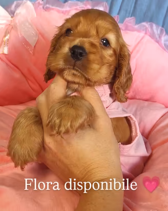 cuccioli cocker spaniel 