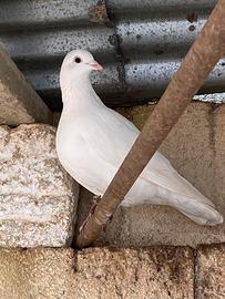 Colombe bianche
