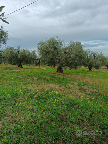 Terreno oliveto irriguo