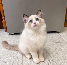 Cuccioli Ragdoll