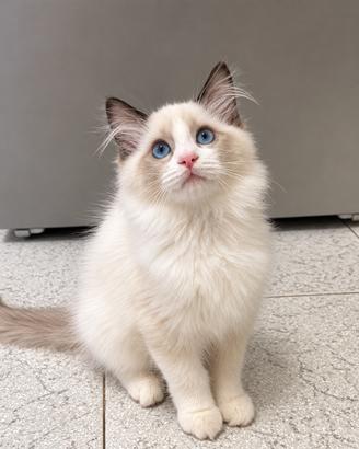Cuccioli Ragdoll