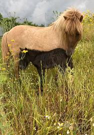 Mini pony