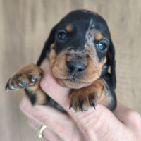 Bassotto cuccioli pedigree Enci