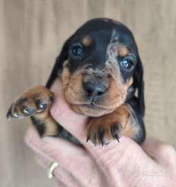 Bassotto cuccioli pedigree Enci